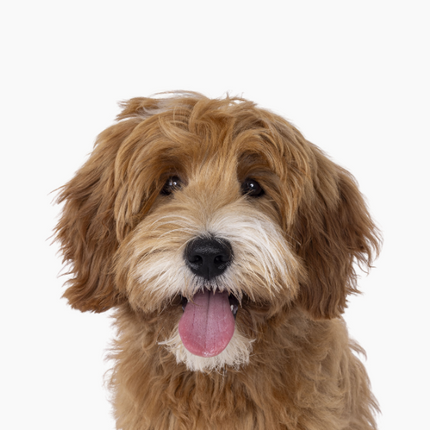 Collection image for: Honden