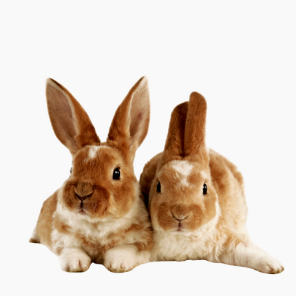 Collection image for: Knaagdieren
