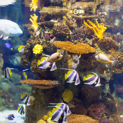 Collection image for: Aquarium