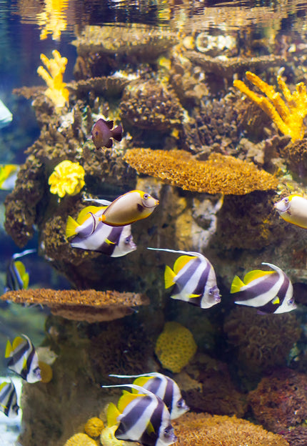 Aquarium